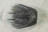 Spiny Leonaspis Trilobite - Morocco #138105-2